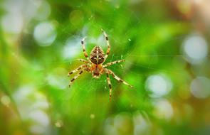 r Garden Female