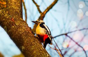 colorful woodpecker on a young tree trunk