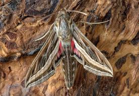Silver Striped Hawkmoth