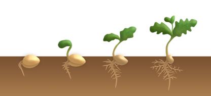 germination dicotyledon sprout seed as an illustration