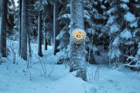 The Forest Cold Snowy