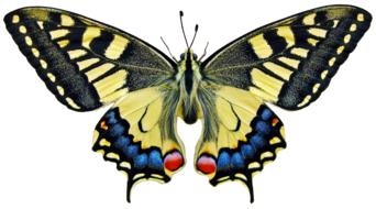 big Butterfly Insect drawing