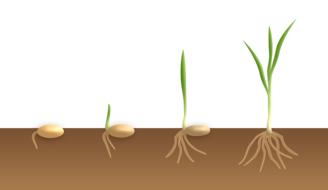 stages of germination, drawing