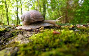 Snail Forest