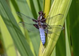 dragonfly on the grass close up