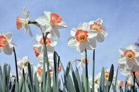 white daffodils on a sunny day close up