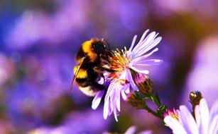 Bumblebee on purple aster flower, macro