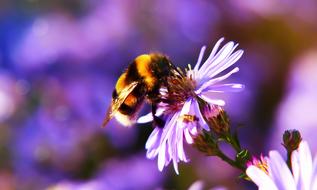 delightful Bumblebee Gas
