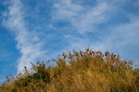 landscape of autumn plants on the hill