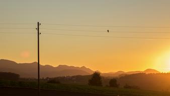 duck is sitting on electric wires against the evening sky