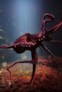 Octopus at Sea Life