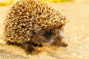 young frightened Hedgehog close-up on blurred background