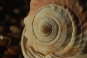 spiral shell as geometry in nature