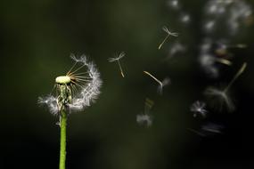 photo of dandelion seed flight