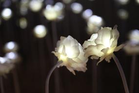 decorative glowing roses