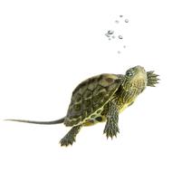 splendid Turtle Reptile
