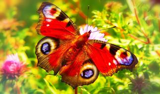 Close-up of the beautiful, colorful, patterned painted peacock butterfly above the colorful plants with flowers in summer