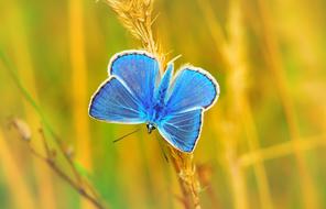 Beautiful, blue, turquoise and white Polyommatus Icarus, among the yellow and green plants