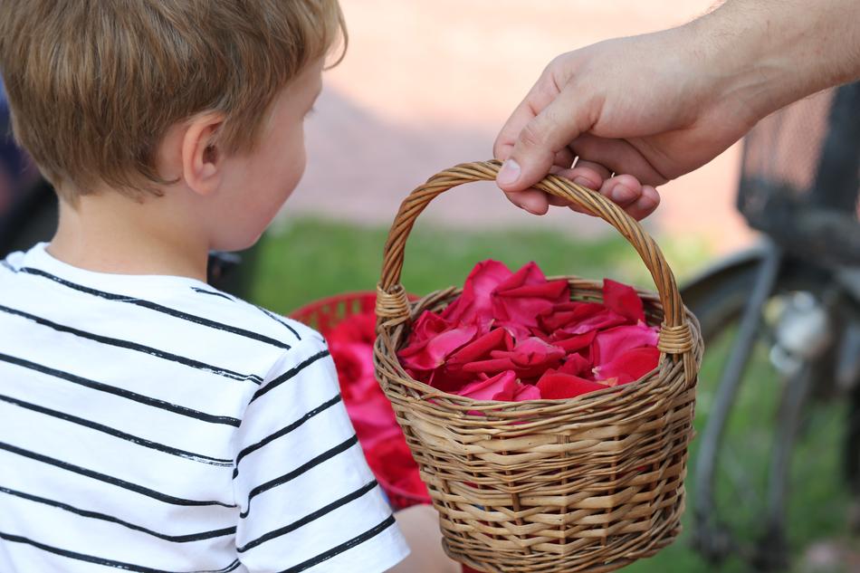 Feast Boy Red Rose