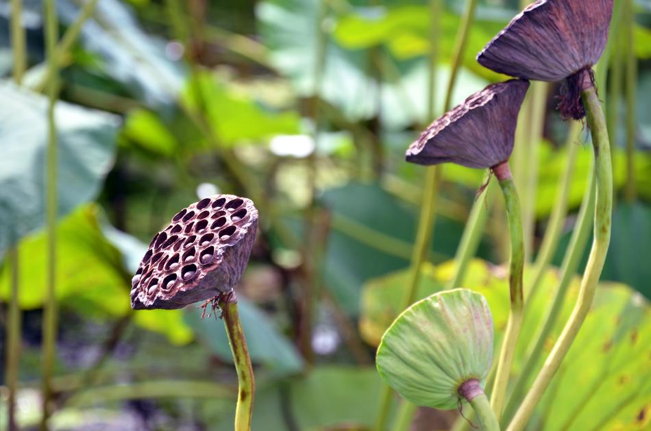 absolutely beautiful Lotus Flowers