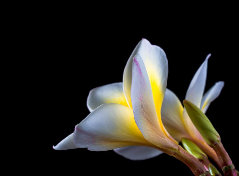 blue yellow Bloom