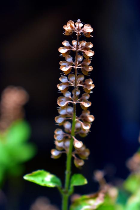 Close-up of the colorful and beautiful basil holy plant with flowers