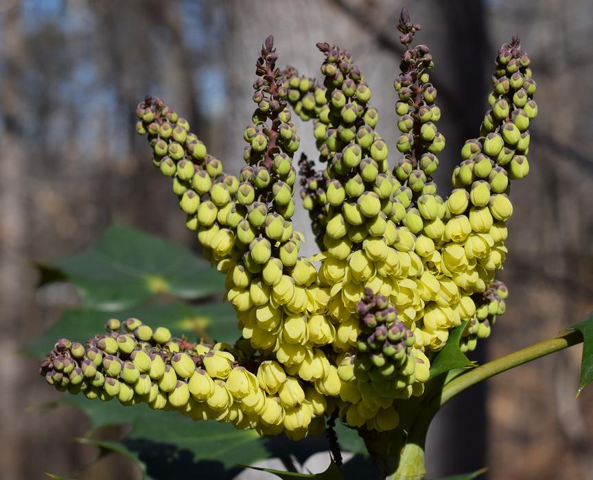 yellow flowers on the bush in winter
