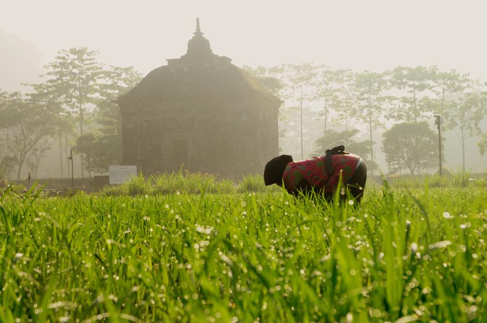 Farmer and Temple