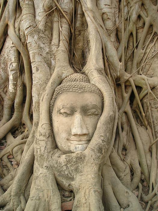 Beautiful portrait of Buddha, in the wood, in the temple in Thailand