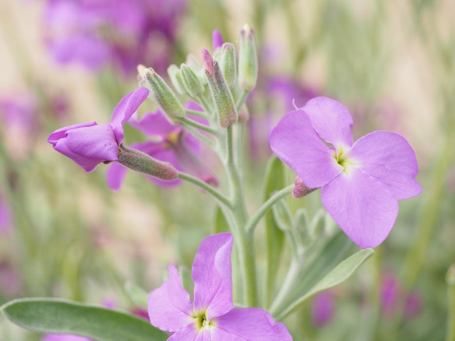 violet Lacquer Flower