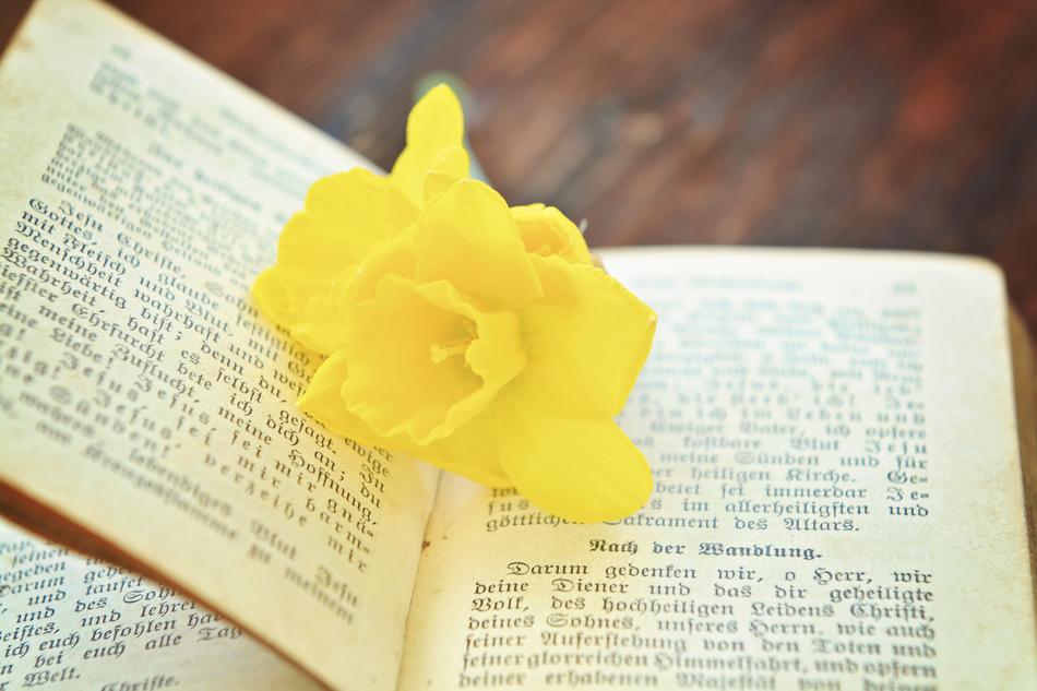Book Prayer and yellow flower