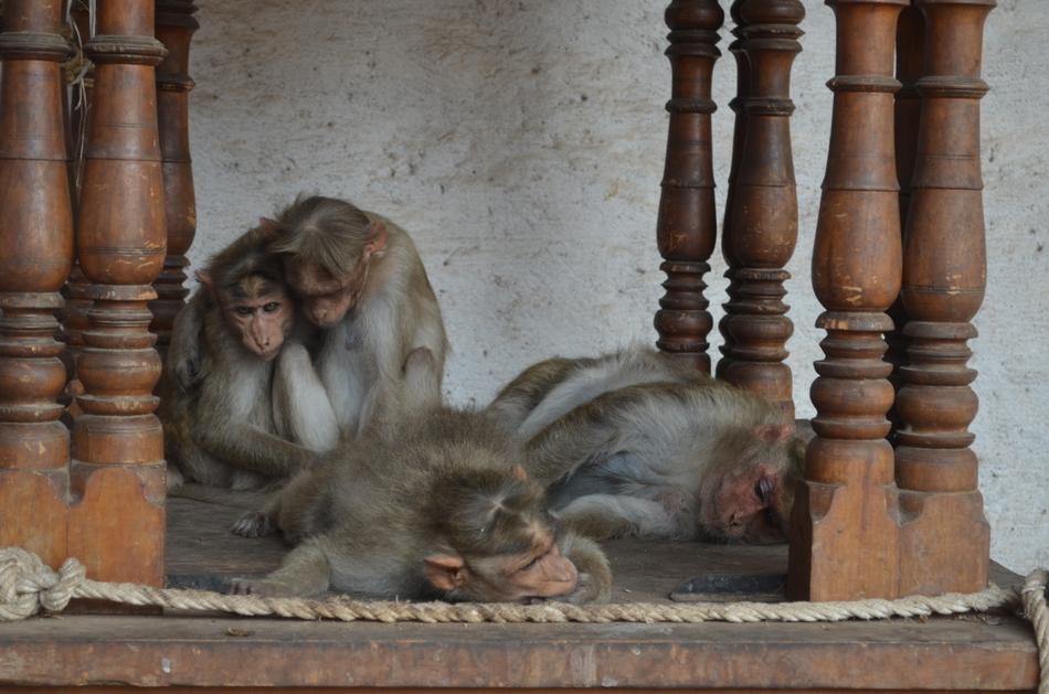 monkeys in the temple