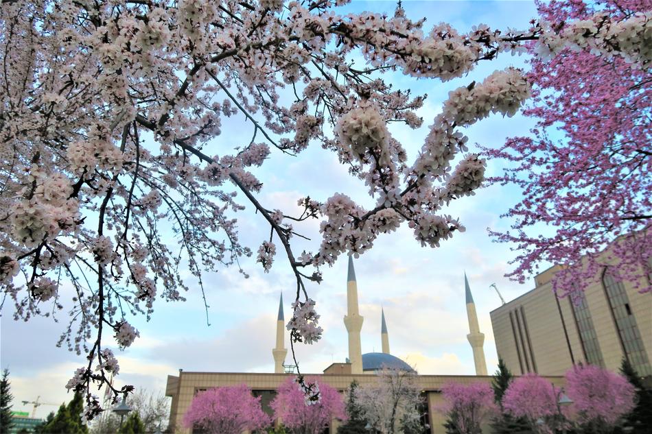 flowering trees near the cathedral in turkey
