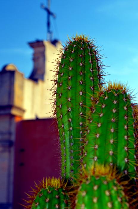 Beautiful and colorful cactus, near the church with the cross