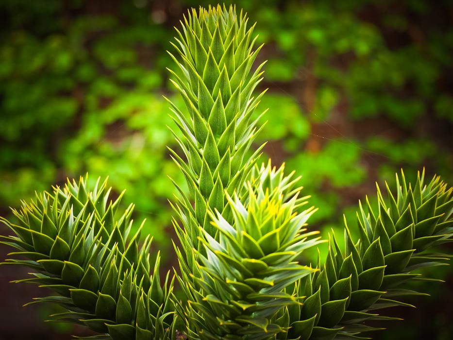 green Palm Holly