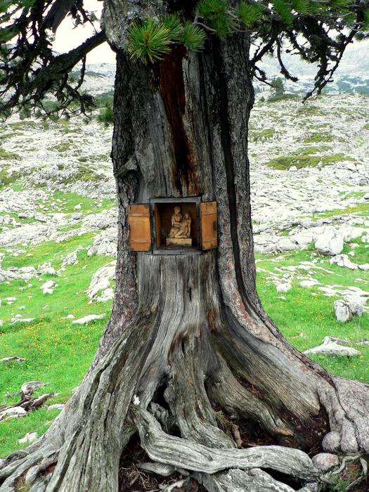 old tree with altar in Austria