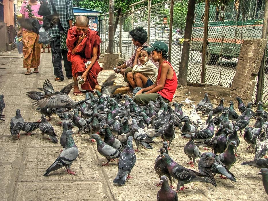monks and boys near doves