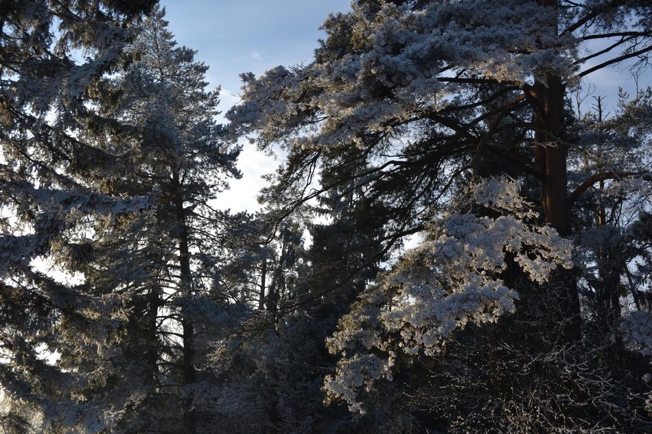 Beautiful and colorful trees, in light, in Russia