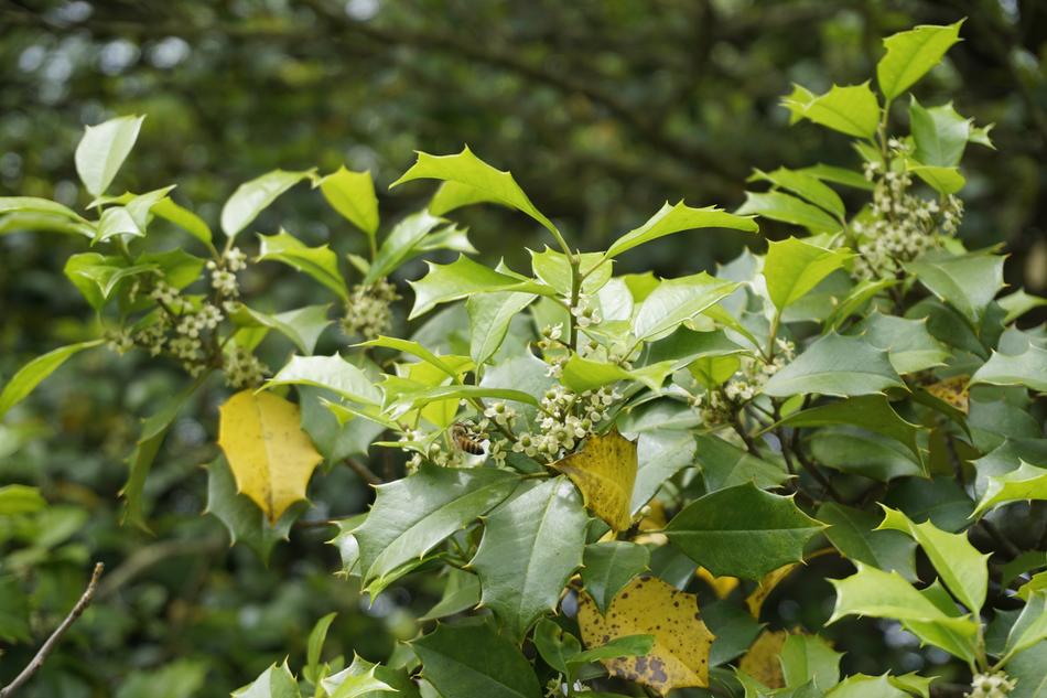 Bee Holly Summer