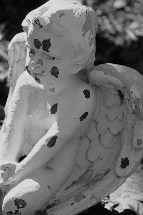 Angel Shadow Garden