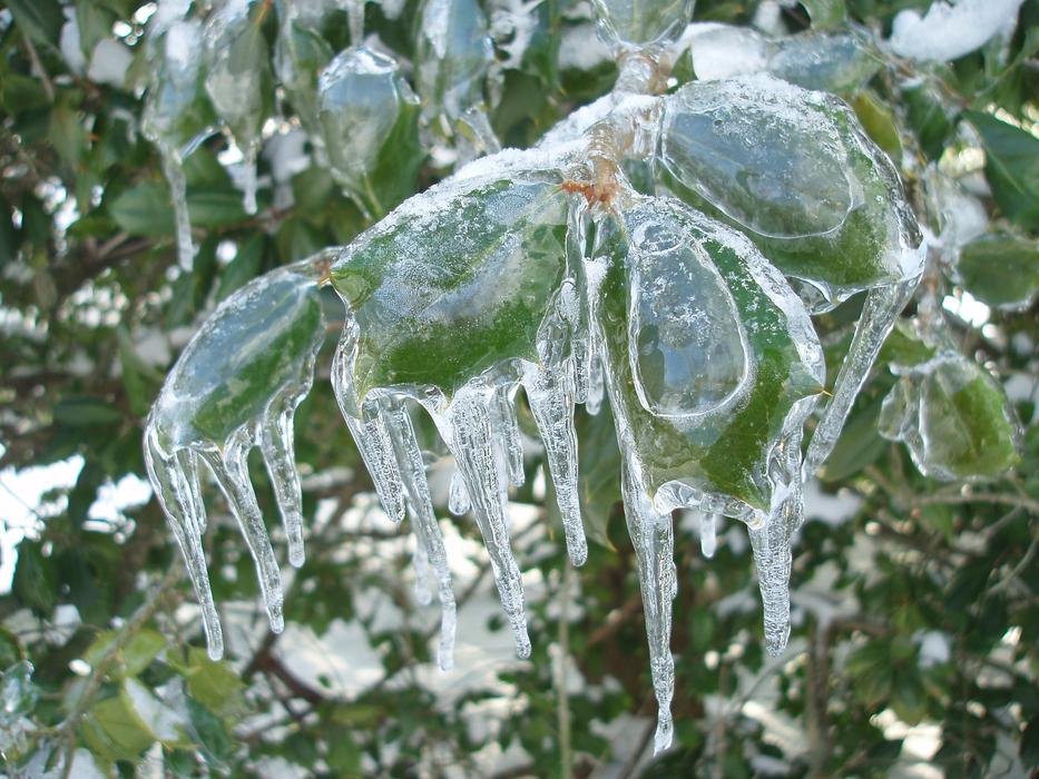 Close-up of the beautiful, shiny, green, ice covered Holly bush