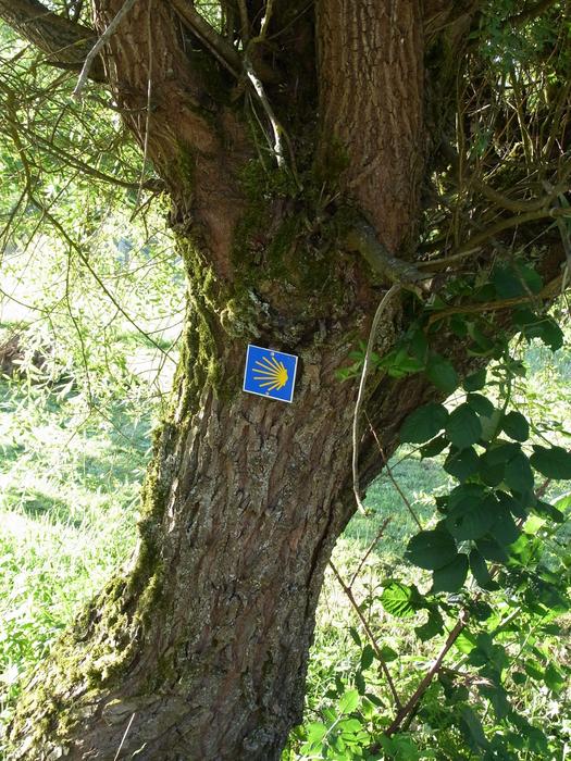 a sign on a chain on a tree