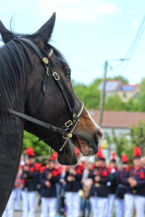 horse during presentation on blurred background