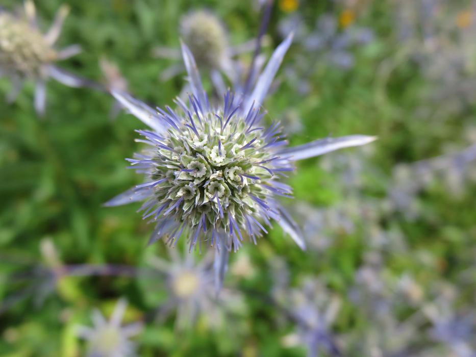 Close-up of the beautiful, blooming, green and purple Eryngium flower