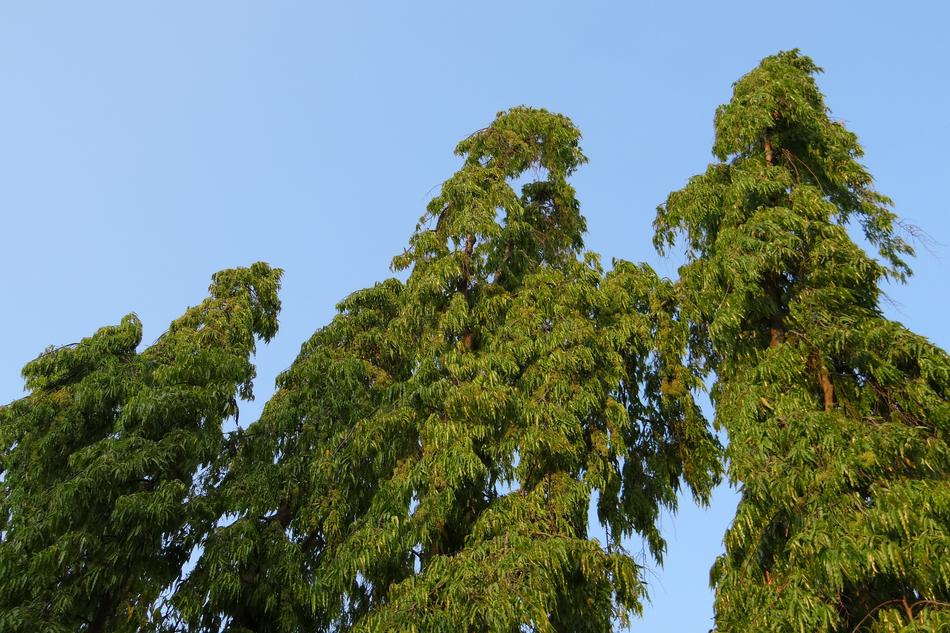 Polyalthia Longifolia Tree False