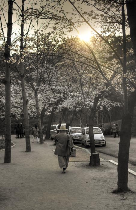 Retro photo with the monk walking on the beautiful path with trees, near the road with cars, in sunlight