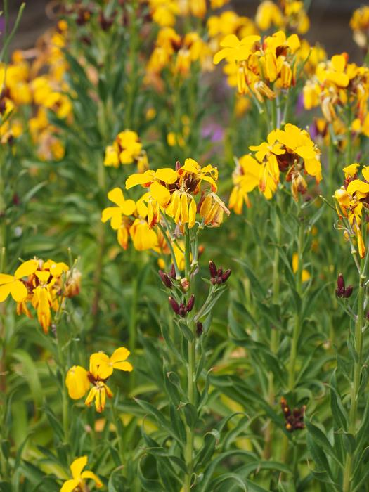 yellow flowers on the field close-up