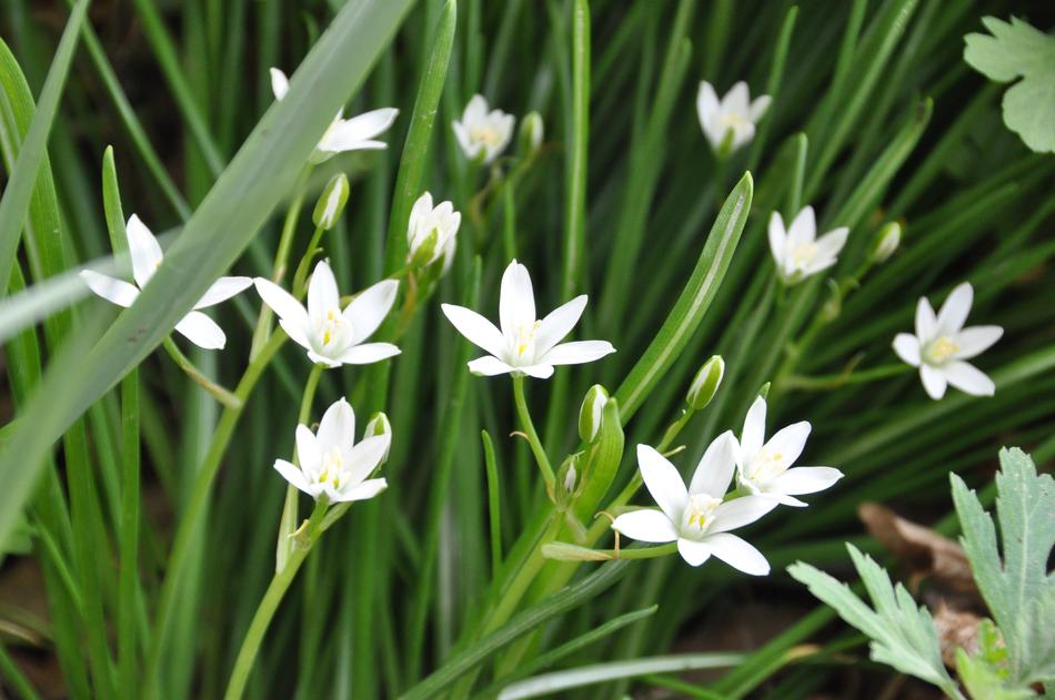 Flowers Star Of Bethlehem