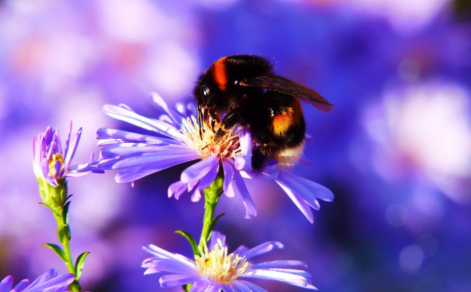 nice Bumblebee on flower
