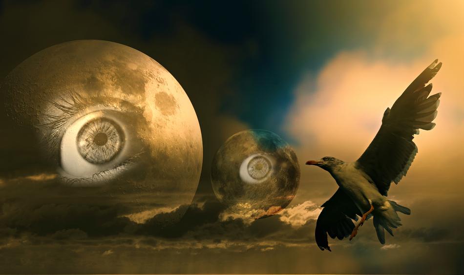 clipart of Moon Eye Bird